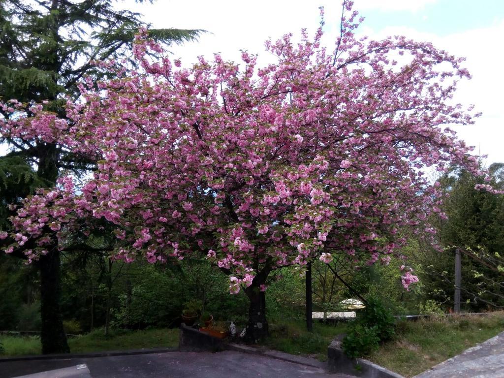 Quinta Das Leiras Santo Tirso Exterior foto